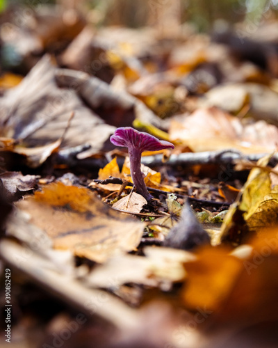 Amethyst Deceiver