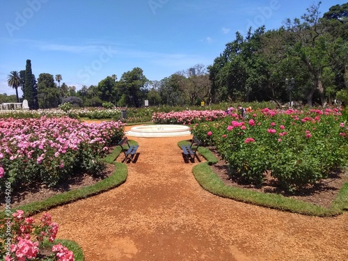 Pink Rose - El Rosedal de Palermo (Rose Garden), Buenos Aires, Argentina. Beautiful Rose Garden at Parque Tres de Febrero, popularly known as Bosques de Palermo. It has groves, lakes, and rose gardens