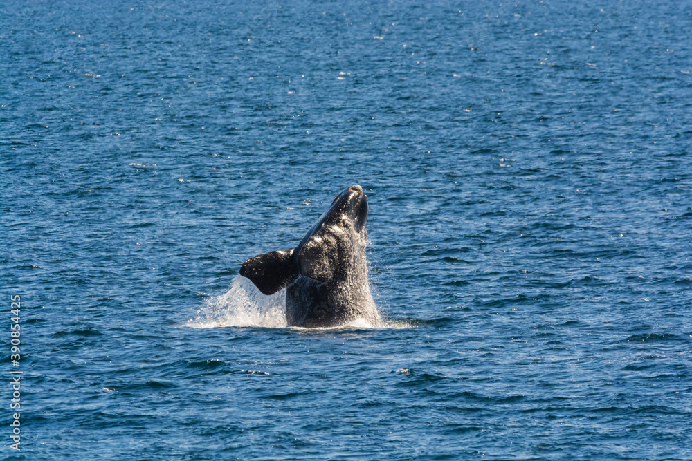 Fototapeta premium Whale jumping behavior in Peninsula Valdes Patagonia, Argentina