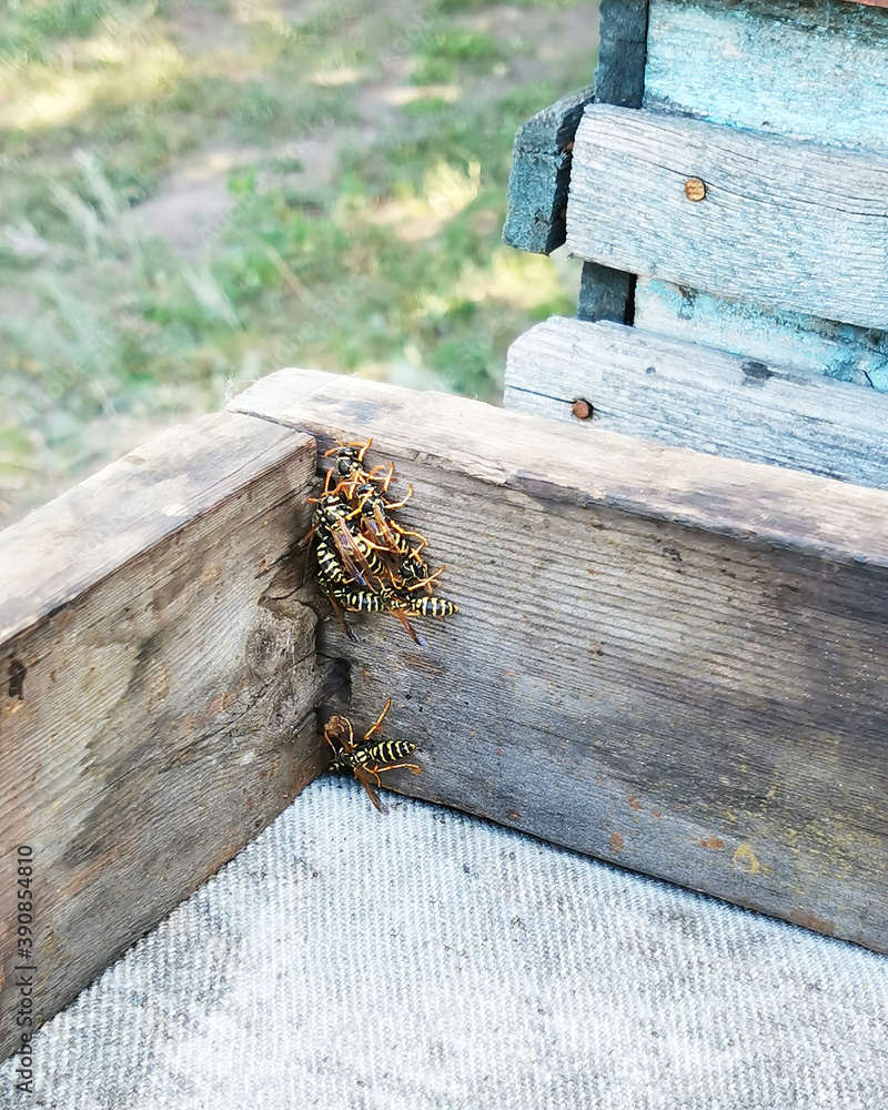 Wasps crawling on a wooden beam on a green background Wasps crawling on a wooden beam on a green background