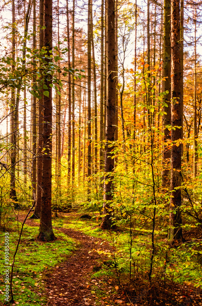 Obraz premium Oktober Herbstwald II