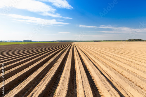 agricultural field with plants