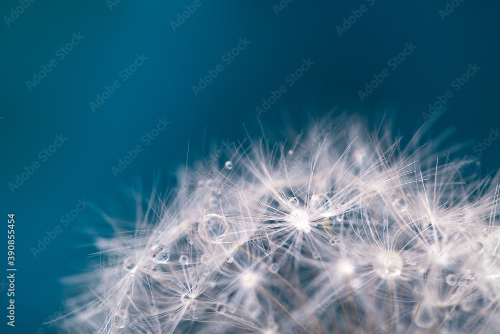Naklejka premium Dandelion fuzzies with dewdrops close up