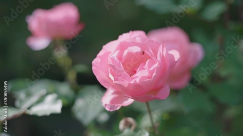Wallpaper Mural Beautiful garden roses. Pink flowers. Slow motion. Torontodigital.ca