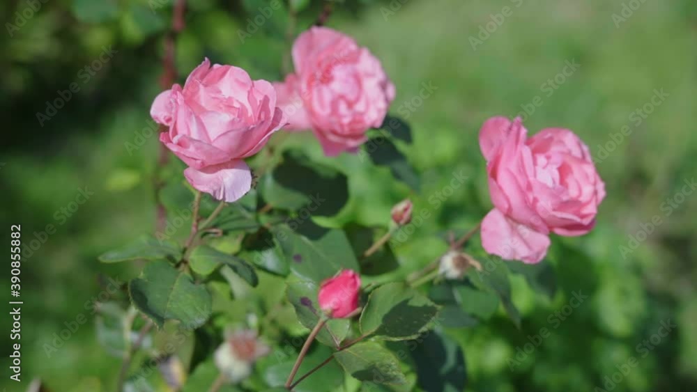 Beautiful garden roses. Pink flowers. Slow motion. Beautiful garden roses. Pink flowers. Slow motion.