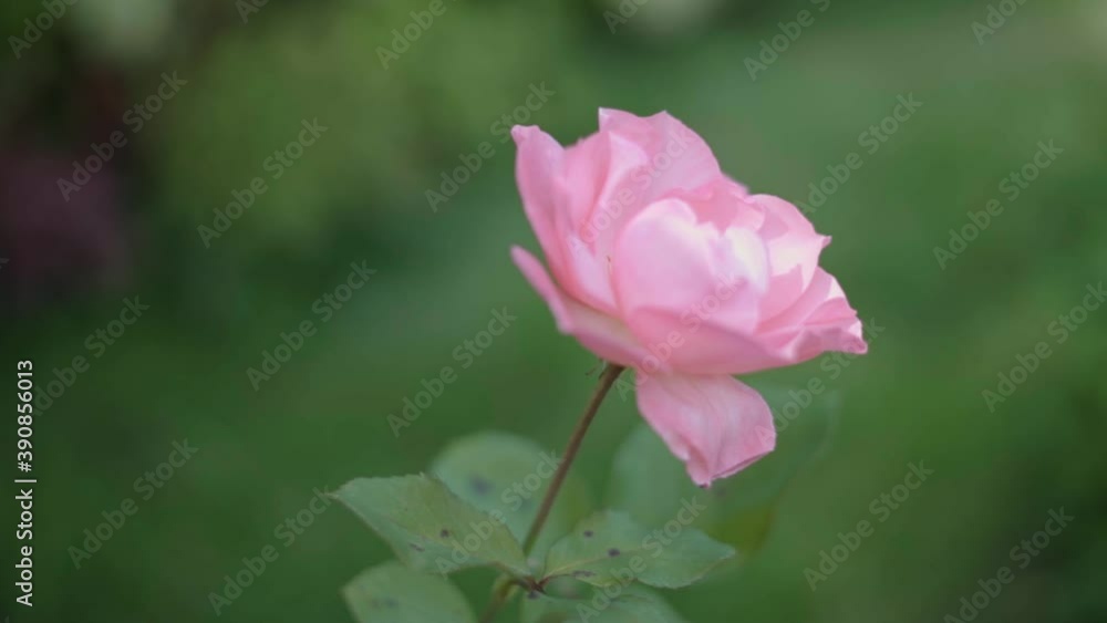 Beautiful garden roses. Pink flowers. Slow motion. Beautiful garden roses. Pink flowers. Slow motion.