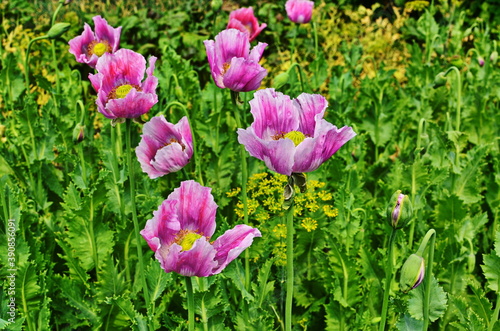 Detail of flowering opium poppy papaver somniferum, white colored poppy flower. photo