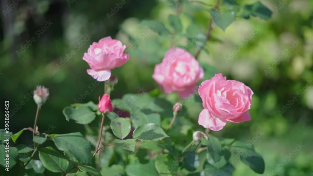 Beautiful garden roses. Pink flowers. Slow motion. Beautiful garden roses. Pink flowers. Slow motion.