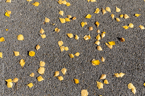 Texture of gray asphalt with orange and yellow leaves is in the park in autumn