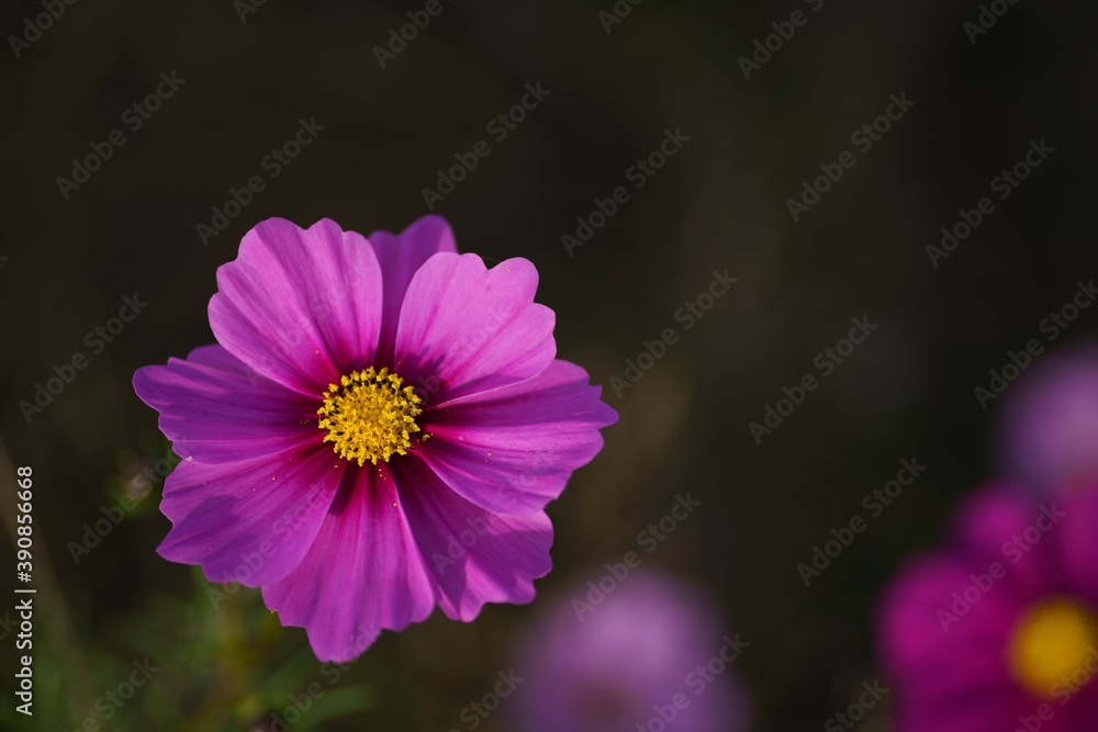 Fototapeta premium コスモス