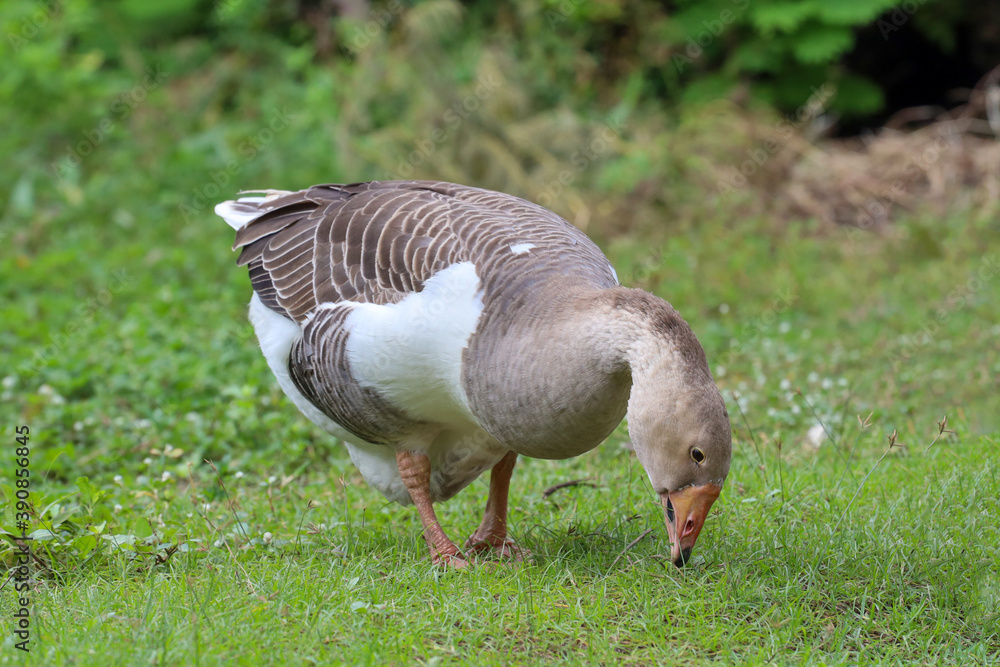 Gray goose is eatting grass in nature farm garden at thailand Gray goose is eatting grass in nature farm garden at thailand