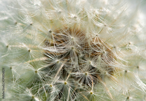 dandelion seed head