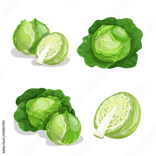 Fototapeta Naklejka Na Ścianę i Meble -  Cabbages set. Vector illustrations of ripe fresh farm vegetables. Organic healthy food collection. Single and in the groups. Whole and halved. Big leaves veggies. Isolated on white background.
