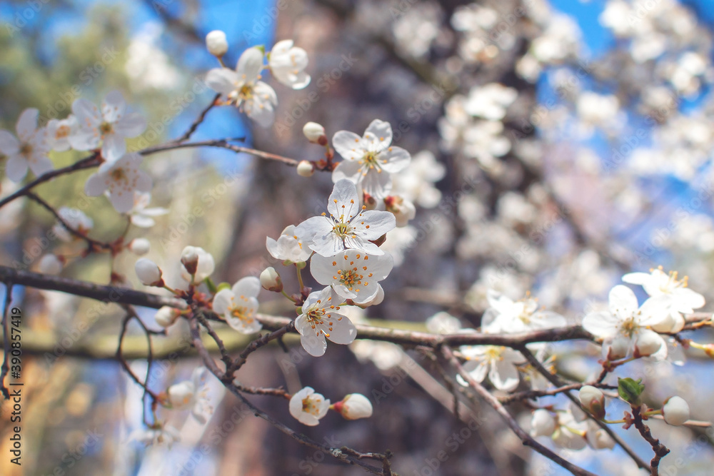 Close-up of petals on a branch of a blossoming tree in the forest. Macro shot of flowering wild tree Close-up of petals on a branch of a blossoming tree in the forest. Macro shot of flowering wild tree