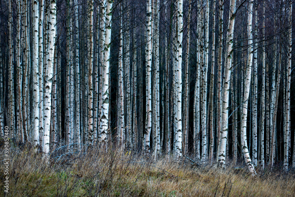 Obraz premium birch forest in autumn