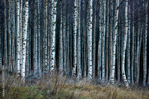 Fototapeta Naklejka Na Ścianę i Meble -  birch forest in autumn