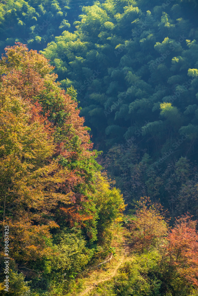 the colorful forests in autumn