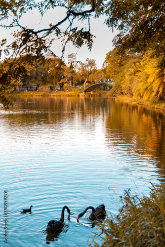 Paisagem do Parque Ibirapuera em São Paulo. Cores de outono. 