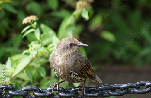 beautiful bird sits on an iron chain