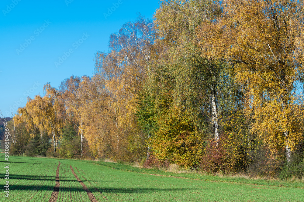 Birken bei Schwabbach im Herbst
