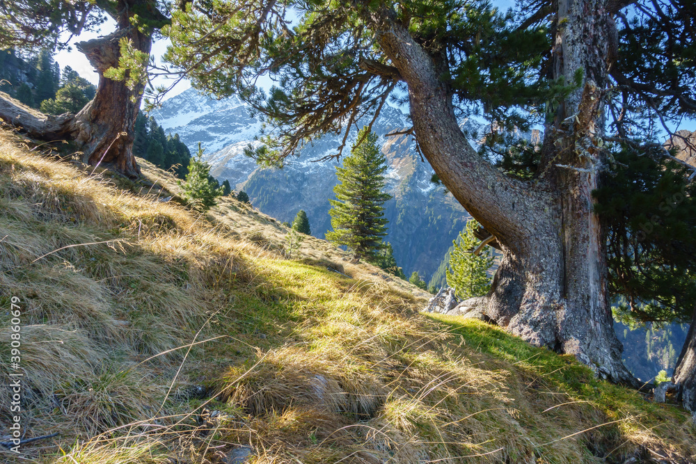 Herbst im Wald in Österreich