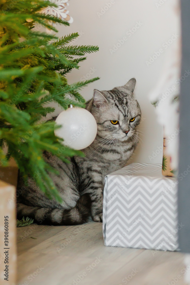 Gray cat sits near a green Christmas tree with a toy