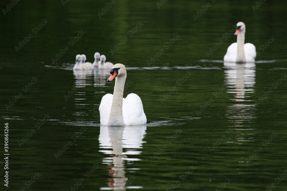 custom made wallpaper toronto digitalSwans and cygnets on a lake	