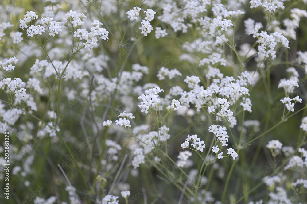 Closeup Galium glaucum known as waxy bedstraw with blurred background in garden Closeup Galium glaucum known as waxy bedstraw with blurred background in garden