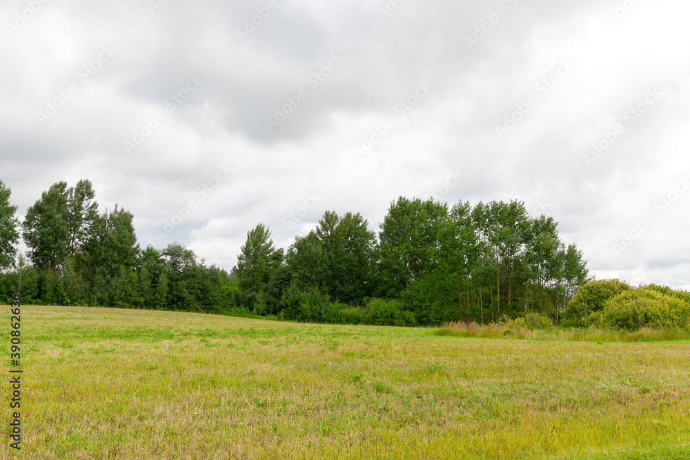 Obraz premium trees covered with green foliage