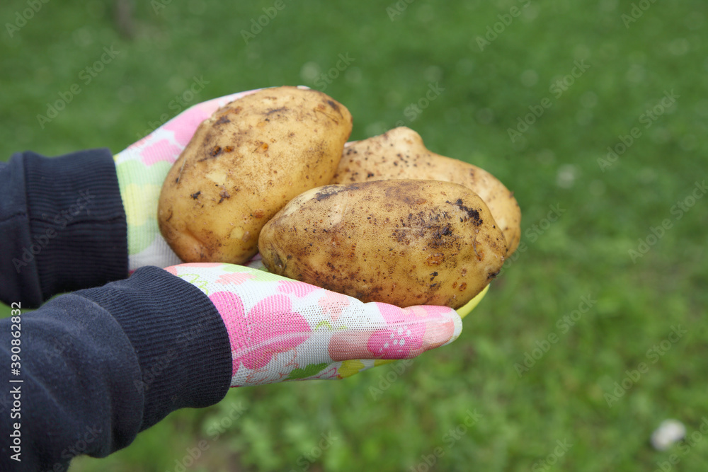 Potato harvest in the hands of a gardener, organic farming. Growing vegetables for vegetarian food under mulch. Potato harvest in the hands of a gardener, organic farming. Growing vegetables for vegetarian food under mulch.