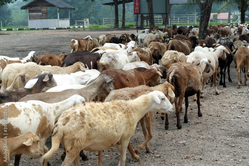 Obraz premium bunch of goats and sheep