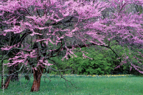 Εκτύπωση καμβά 432-70 Redbud Blossoms in Spring
