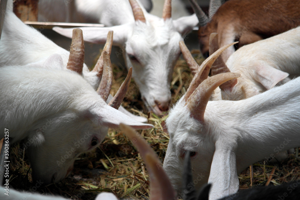 goat eating grasses goat eating grasses