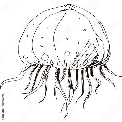 Hand drawing vector art of jellyfish. Black grafic on white background