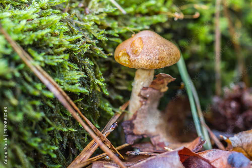 mushroom in the forest