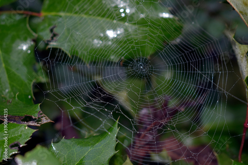 Spider web on a bush mahonia with thorny leaves.
