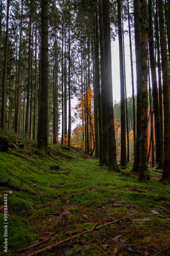 Obraz premium Moosweg