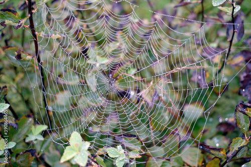 Spider web on an ornamental bush.