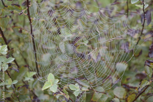Spider web on an ornamental bush.