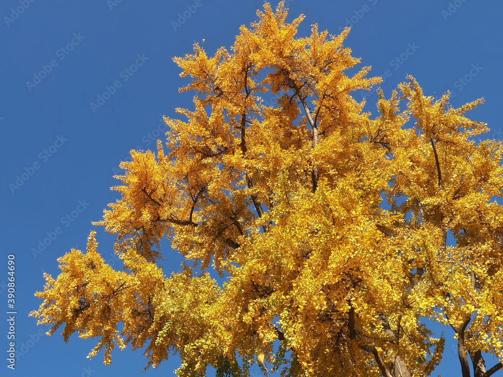 Colours of autumn fall - big beautiful Ginkgo tree with yellow leafs Colours of autumn fall - big beautiful Ginkgo tree with yellow leafs