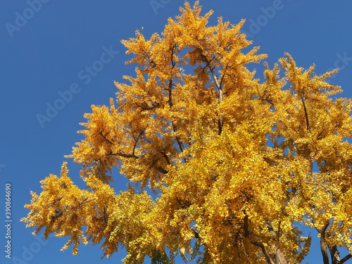 Colours of autumn fall - big beautiful Ginkgo tree with yellow leafs