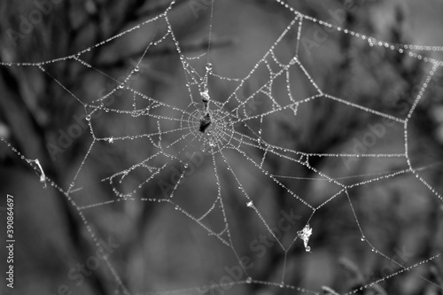Spider web on a coniferous tree with dew drops. Black and white photo.