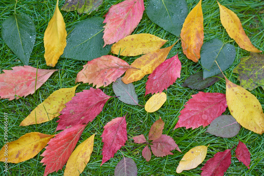 Multi-colored leaves of different trees on the green succulent grass.