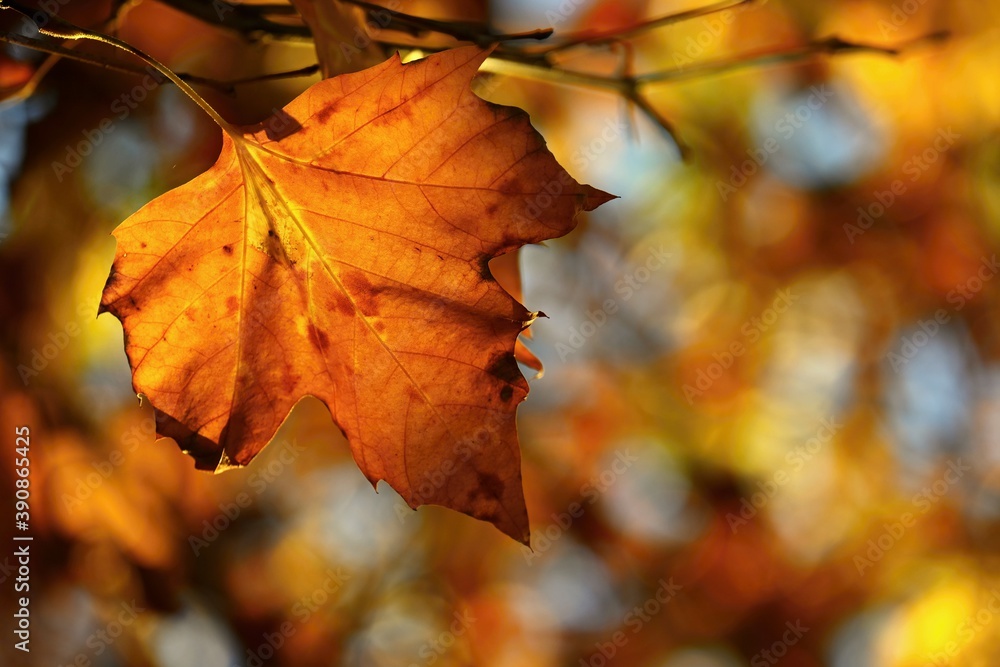 Autumn. Beautiful colorful leaves on trees in autumn time. Natural seasonal color background.