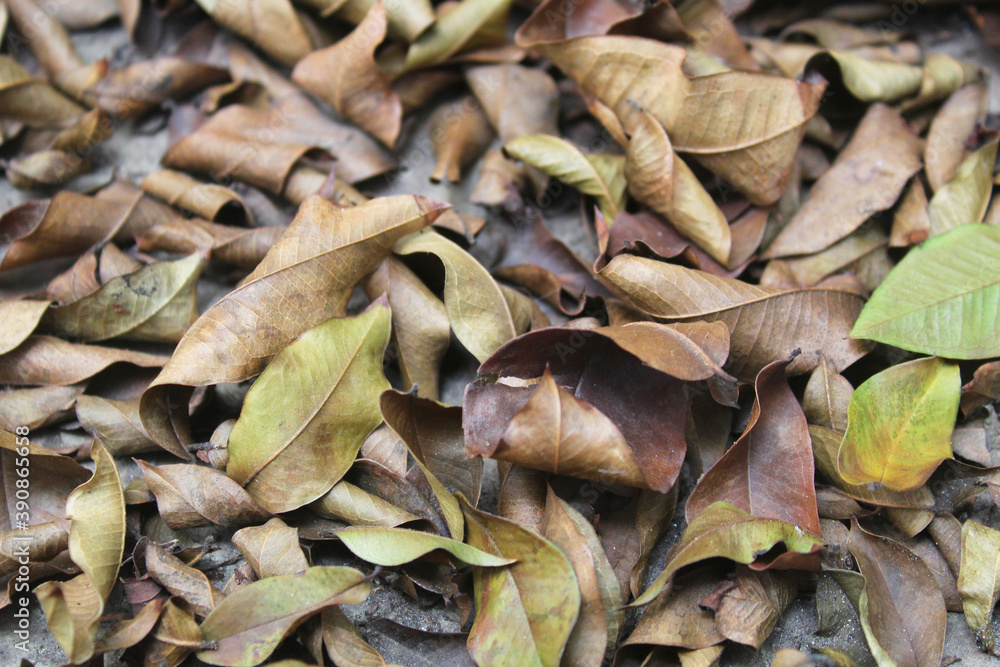Dry leaves background texture Dry leaves background texture