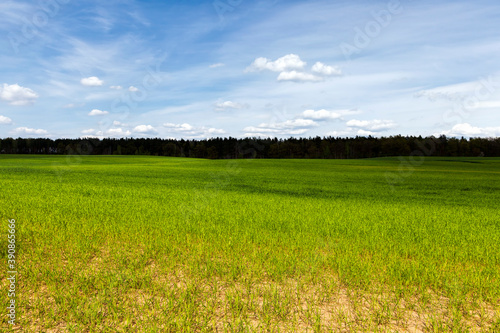 Green grass close up