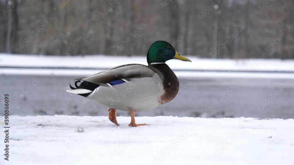 A duck walks along a snowy embankment in slow motion. Close-up. Cute mallard in winter A duck walks along a snowy embankment in slow motion. Close-up. Cute mallard in winter
