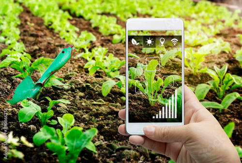Smart farming agribusiness and technology. Farmer hand using smart phone scanning track application detail of plant growing produce agricultural farm for verify quality between producer and consumer. photo