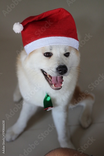 Akita dressed up for christmas