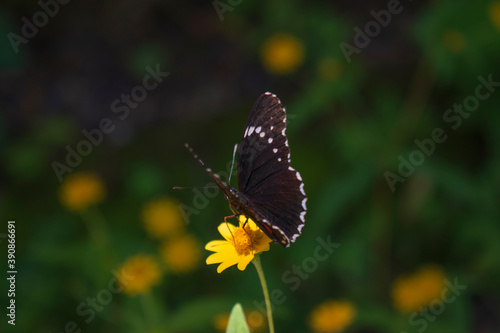 Black burtterfly rests in a yellow flowe